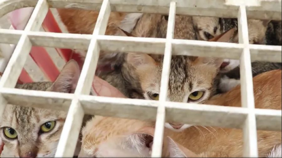 500 Tiere konnten aus grässlichen Bedingungen gerettet werden. (Warnung: Die folgenden Bilder können verstörend wirken)