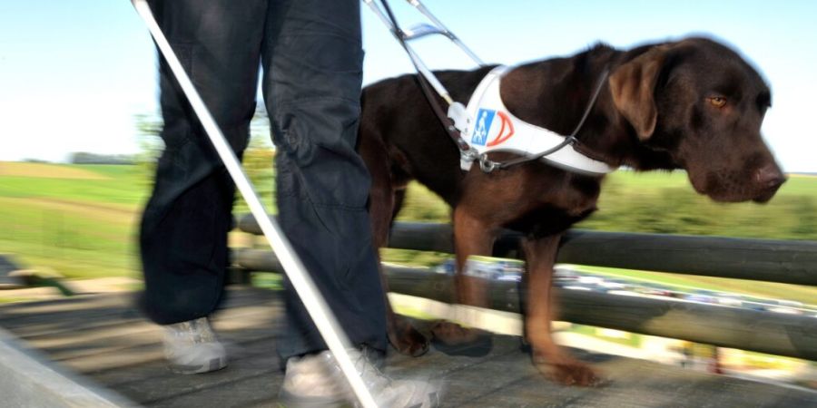 Sie sind wohl die bekanntesten Assistenzhunde der Schweiz: die Blindenhunde - hier bei einer Ausbildung im Jahr 2009 in der Westschweiz. (Archivbild)