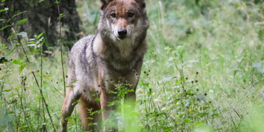 wolf