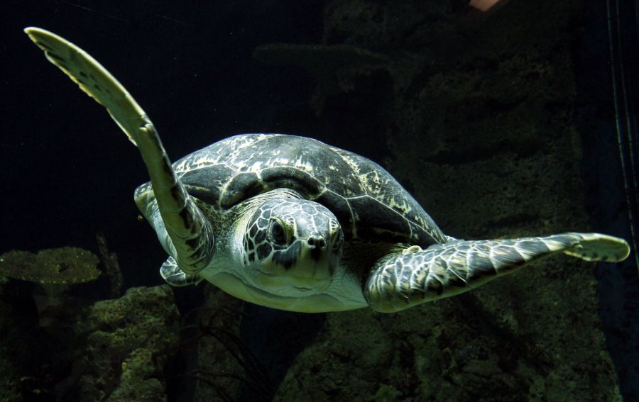 Schildkröte