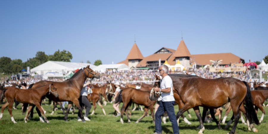 Pferdeanlass