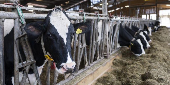 Landwirtschaft