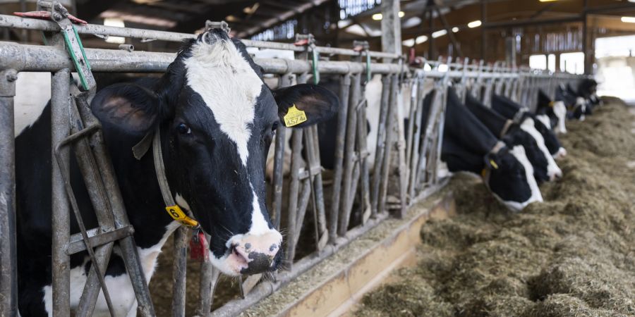 Landwirtschaft