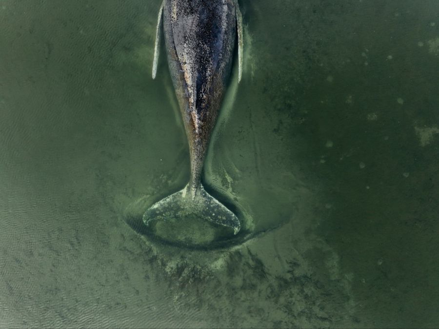 Wenige Tage nach Timmys Freilassung wurde vor der dänischen Insel Anholt ein toter Wal festgestellt. (Im Bild: Timmy während einer Strandung)