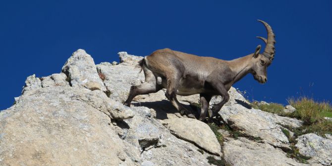 Steinbock Wild Schweiz Schutz
