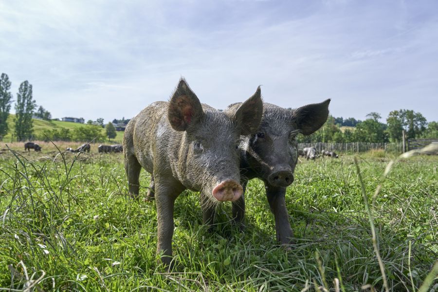 Tierschutz
