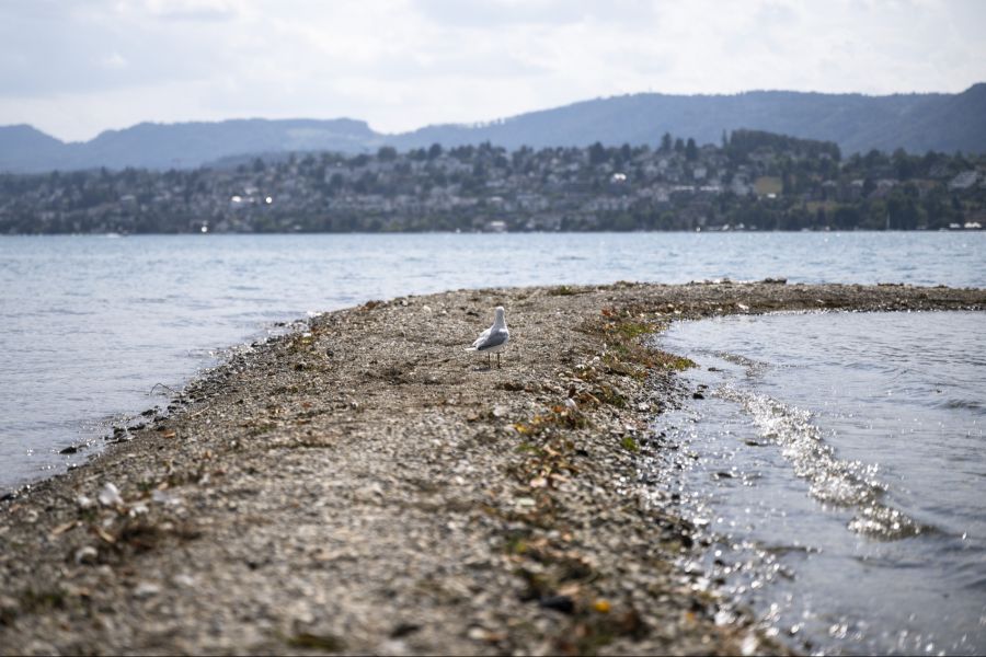 Zürichsee