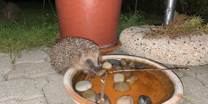1. Wasserschale f?r Kleins?uger