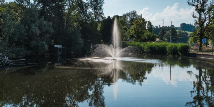 Im Nestweiher starben mehrere hundert Fische.