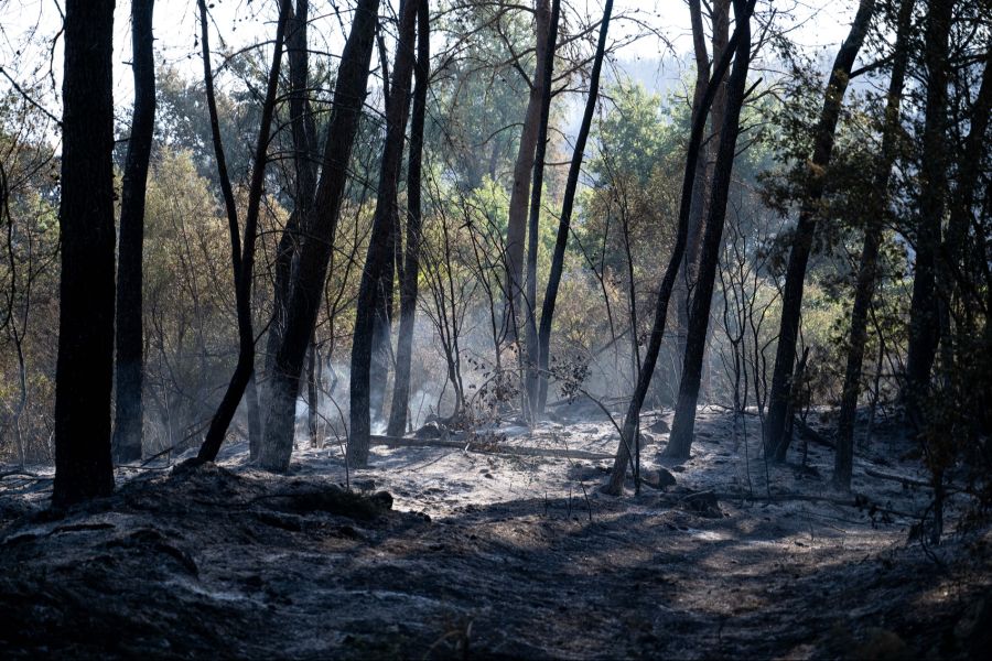 Vermutet wird, dass der Brand durch einen umgestürzten Strommast ausgelöst worden war.