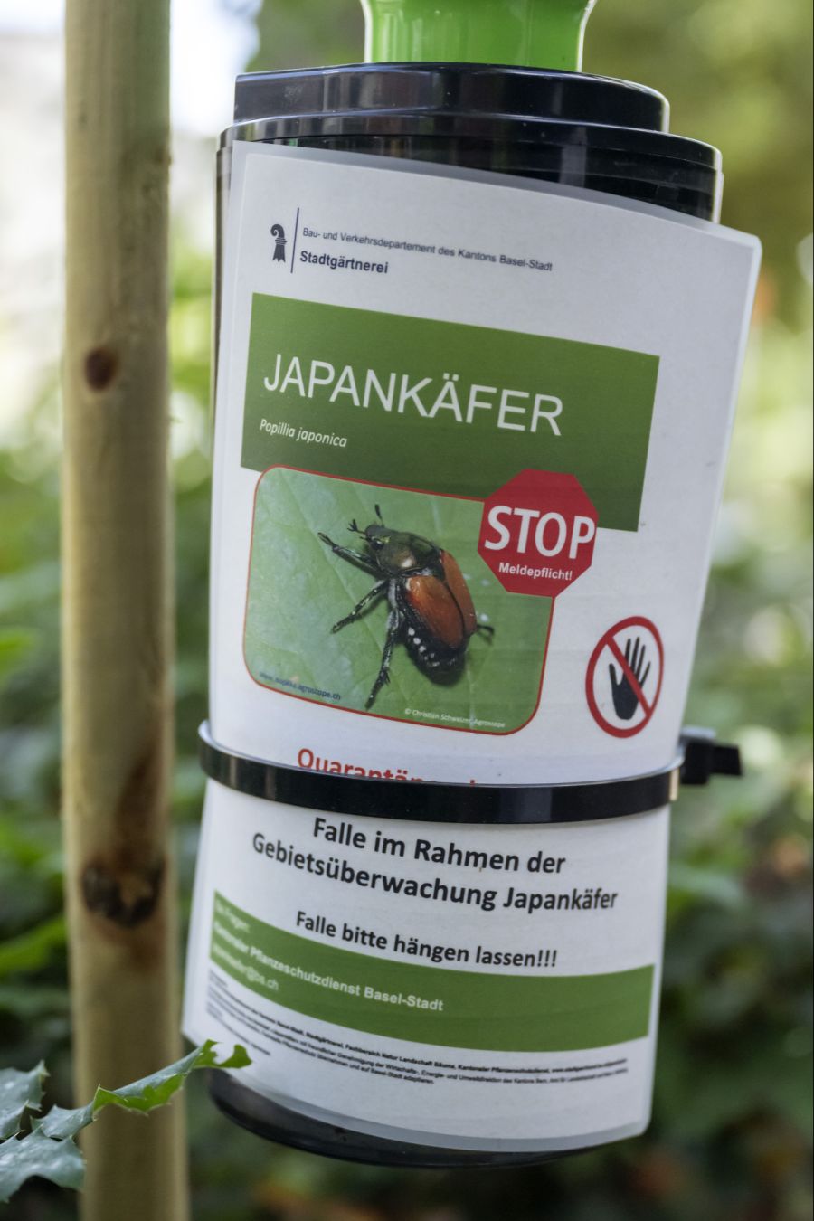 Hinter der Bewässerung steckt ein gezielter Zweck: Die Japankäfer sollen auf bestimmte Flächen gelockt und später wirksam bekämpft werden. (Symbolbild)