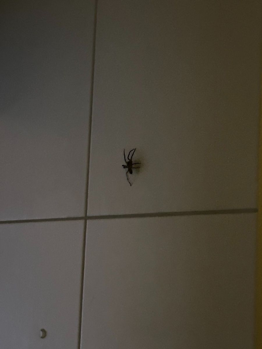 «So ein grosses Viech hatte ich noch nie gesehen», sagt sie in Bezug auf die Spinne, die an der Wand hing.