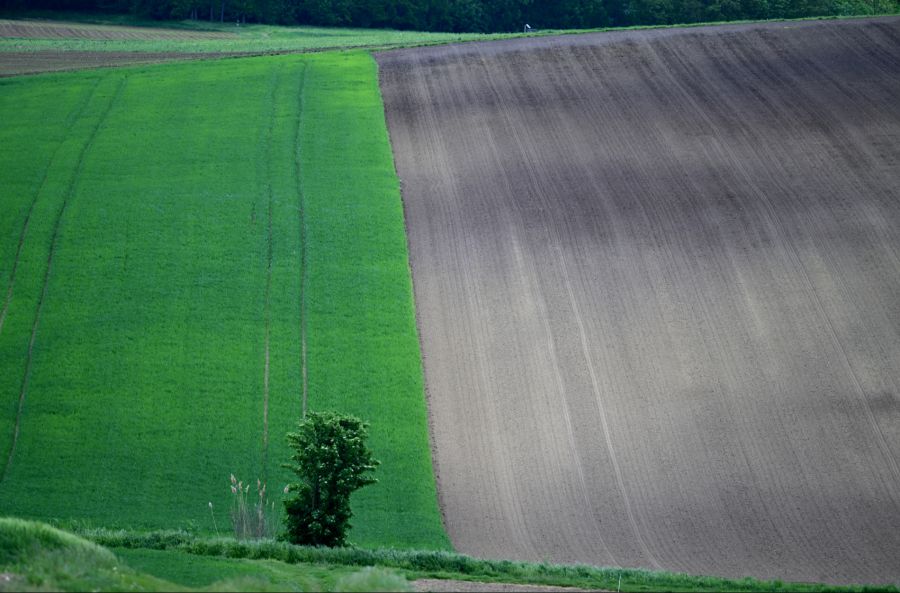 Landwirtschaft, Wälder und Gewässer leiden besonders unter der Trockenheit.