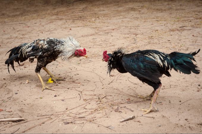 Ob Stierkämpfe oder Hahnenkämpfe, oft müssen Tiere für die Unterhaltung der Menschen leiden. Tierschutz