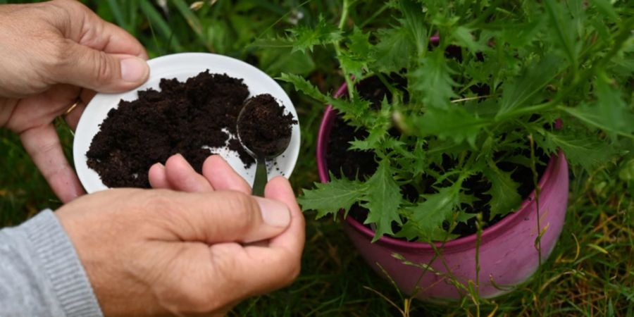 Schüssel Kaffeesatz Pflanze Erde Hände verabreichen