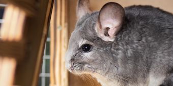 Chinchilla