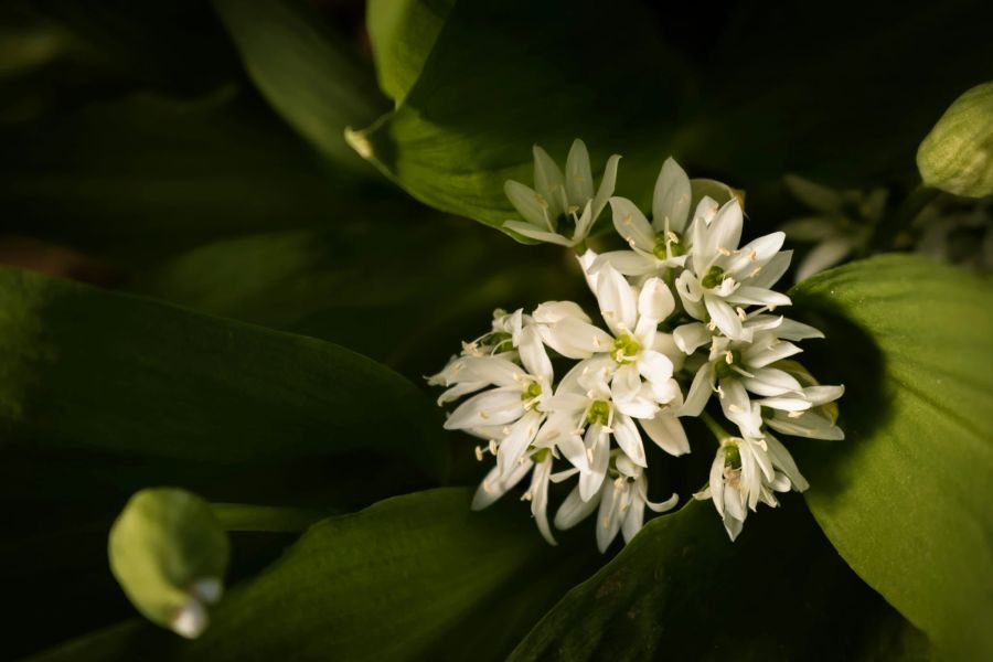 Die Alpenrepublik bringt den Menschen bereits im früher Alter die wichtigsten Erkennungsmerkmale von Bärlauch bei. Zum Beispiel sein starker Knoblauchgeruch. Auf dem Bild zu sehen: Bärlauchblüten.