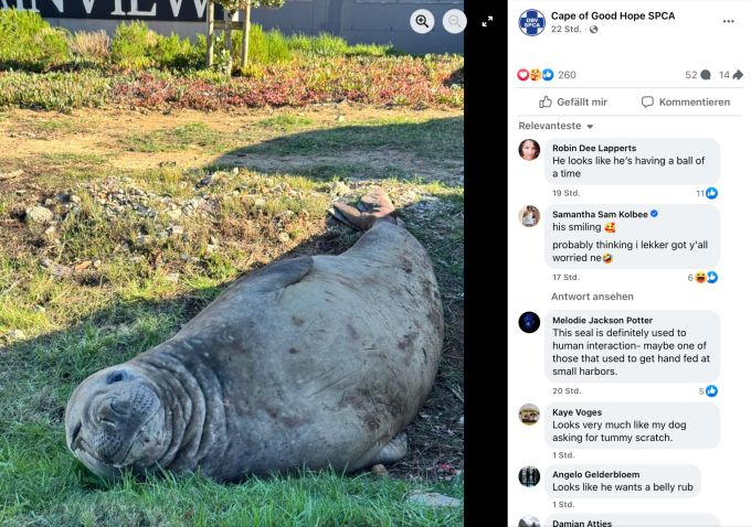 Der See-Elefant machte es sich in der Nähe eines Einkaufscenters gemütlich. See-Elefant