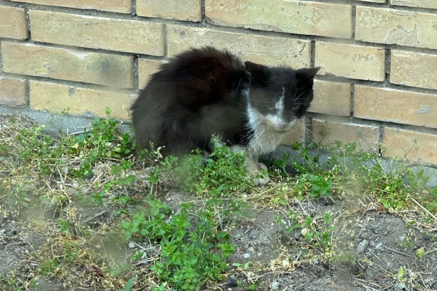 Ausgesetzte Katzen sind laut der Tierschützerin ein Teil des Streunerproblems.