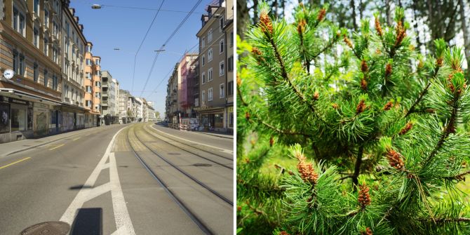 nadelbaum Badenerstrasse Zürich