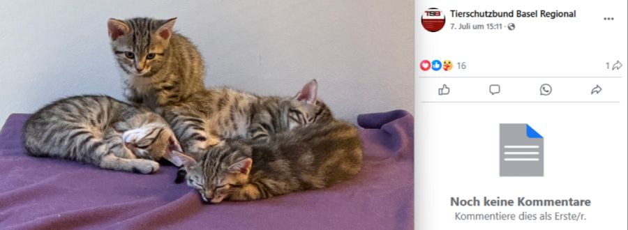 Sobald der Tierschutzbund sie freigibt, dürfen die Katzen in ein neues Zuhause.