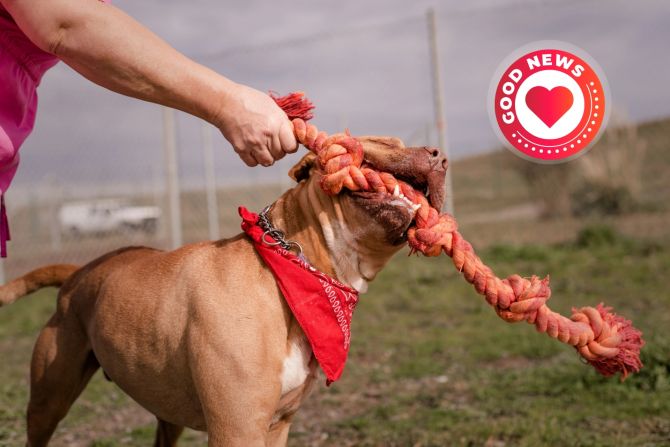 Pitbull Frau Angreifer verteidigt