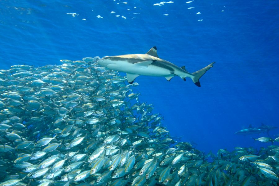 Schwarzspitzenriffhai und Fische