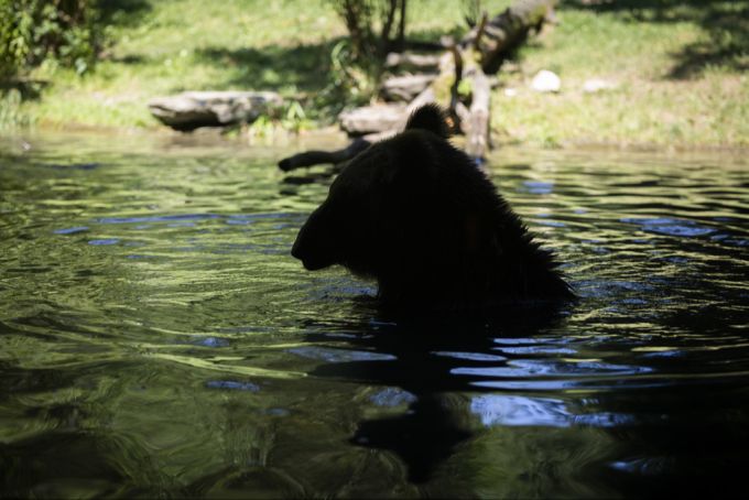 Ein Braunbär kühlt sich im Wasser ab. (Symbolbild) Braunbär