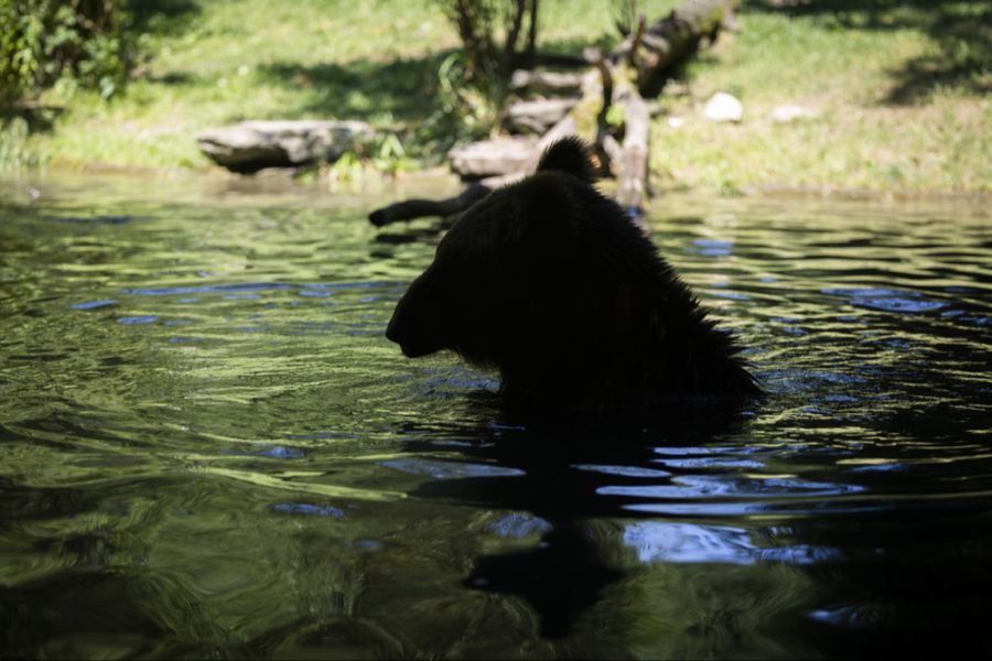 Braunbär