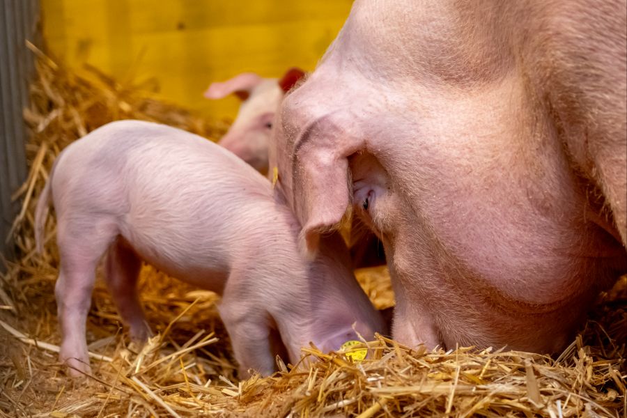 So gibt es neben süssen Schweinchen auch Pferde, Kühe und kleine Hasen zu bestaunen.