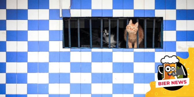 Katzen hinter Gittern