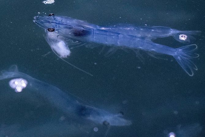 lebende Shrimps Rheinfelden Konkurs