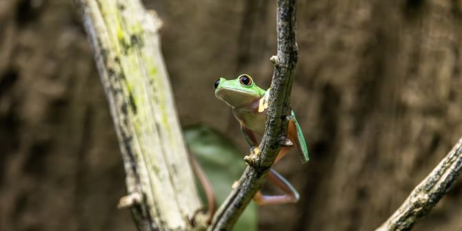 Laubfrosch