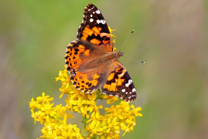 Schmetterling Flume Blüten gelb
