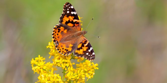 Schmetterling Flume Blüten gelb