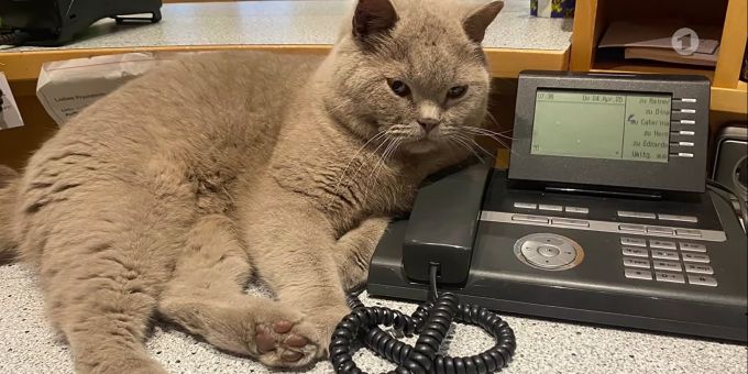 Kater Muffin übernimmt in der Tierarztpraxis auch mal den Telefondienst. Kater Katze