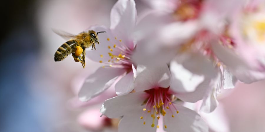 Bienenstich