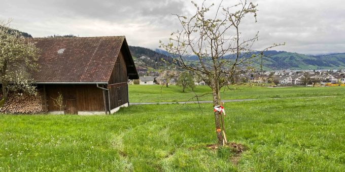 Der Autofahrer touchierte einen Obstbaum in Unterägeri. Obstbaum touchiert