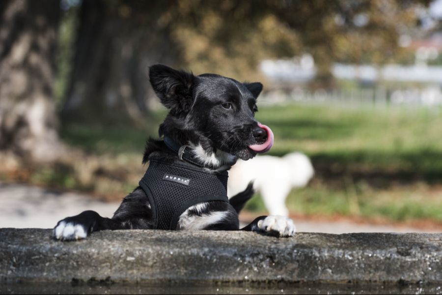 Hundetrainer verzeichnen eine steigende, wenn auch noch kleine Nachfrage nach den Kursen.
