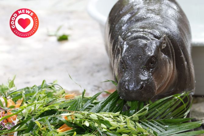 Hippo Moo Deng Geburtstag