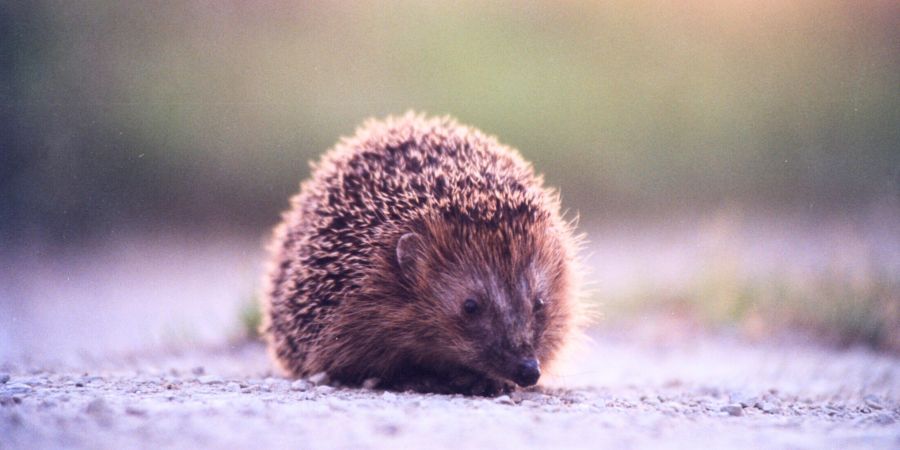 Igel
