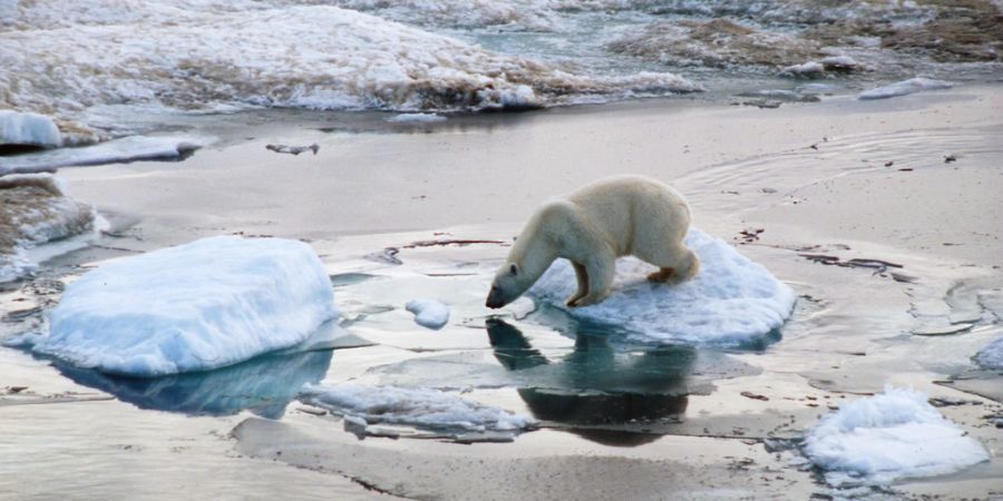 Eisbär auf einsamer Eisscholle Wetter