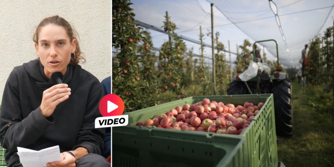 thurgauer obstbetrieb