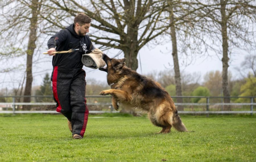 Deutscher Schäferhund