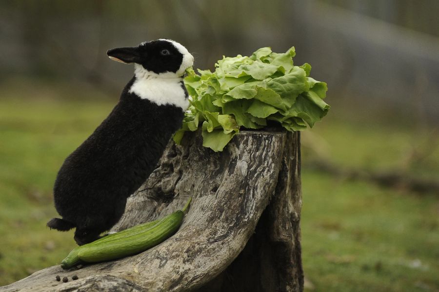 Tierschutz VIER PFOTEN