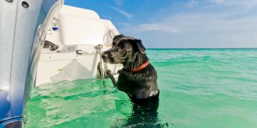 Schwarzer Hund im Meer klettert auf ein Boot.