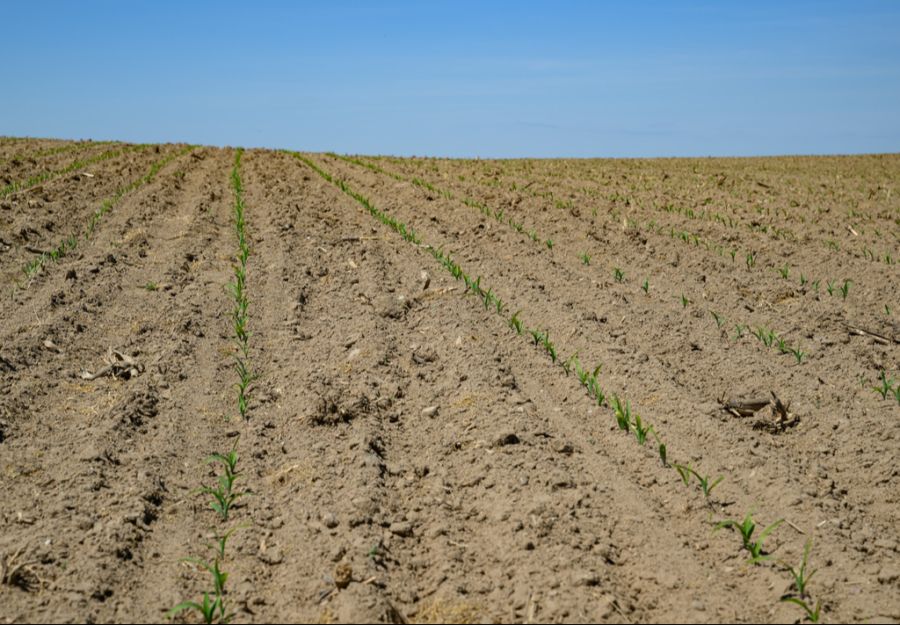 Zur Klimakrise gehören etwa häufigere und heftigere Dürren, Stürme, Waldbrände und Überschwemmungen. (Symbolbild)