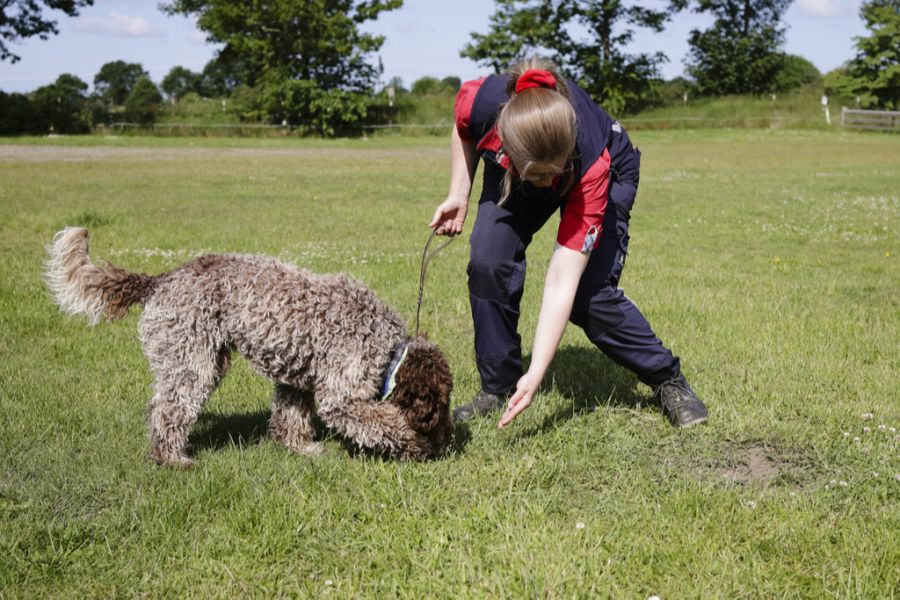 Spürhunde können Räume nach Bettwanzen absuchen, bevor überhaupt Gäste einziehen.