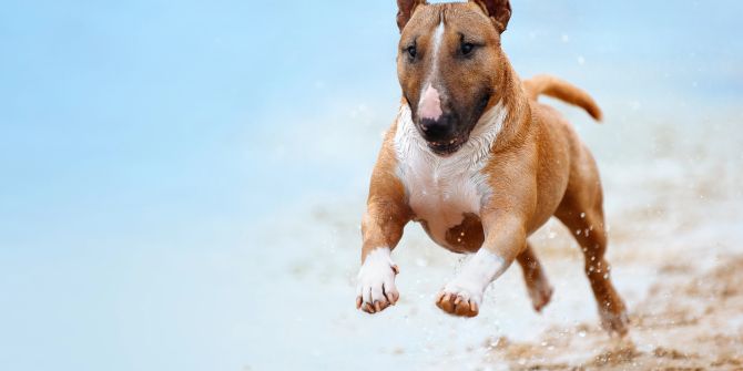 hund zoomie