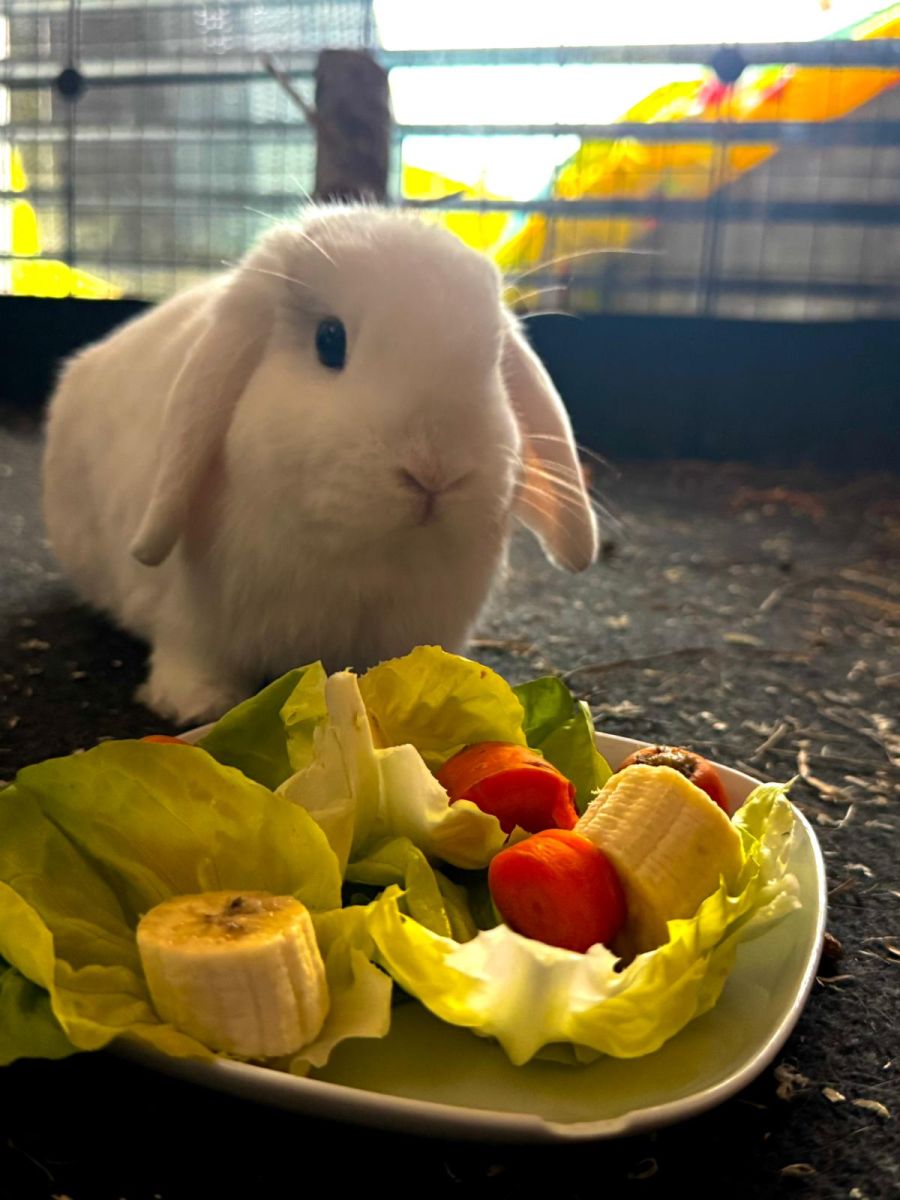 Die beiden sind vier Jahre alt.